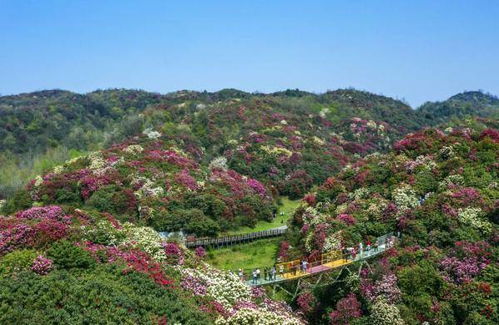 百里杜鹃花开迎客来